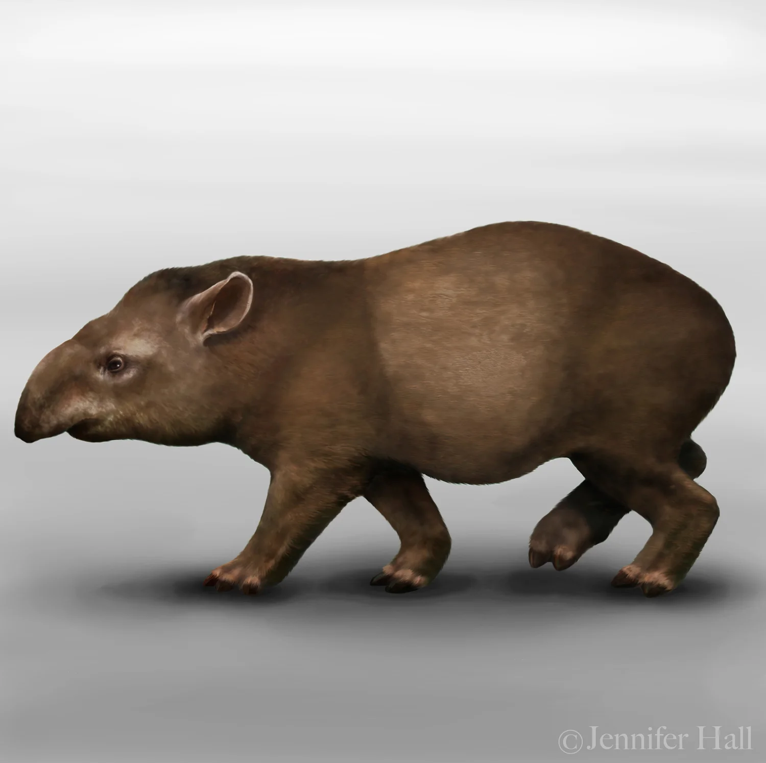 ExtinctTapir.jpg