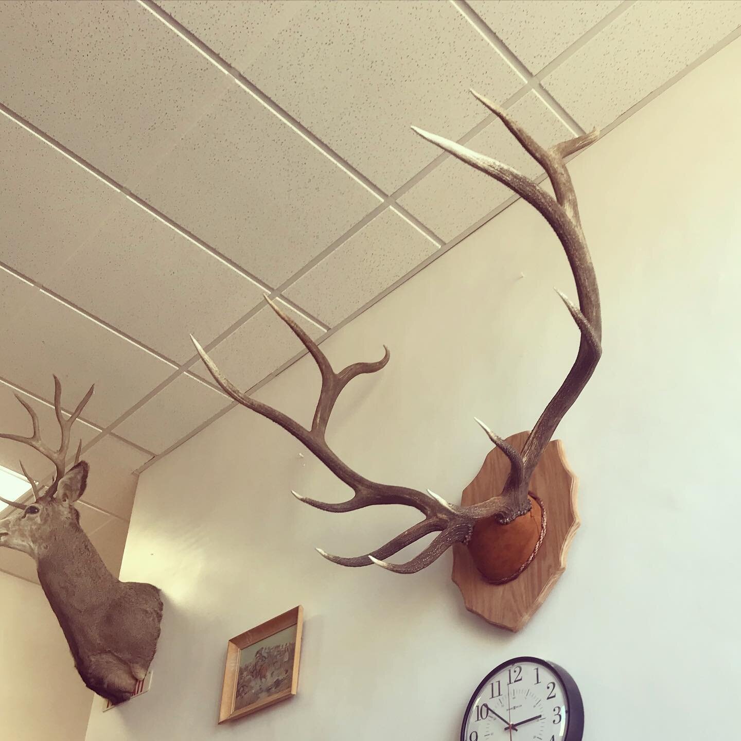 Very excited to finally have completed this elk rack mount and see it hung up in the Carter Count courthouse! Fun story: after I finished them, I carried them halfway across town (which actually isn&rsquo;t super far in Ekalaka) because they didn't f