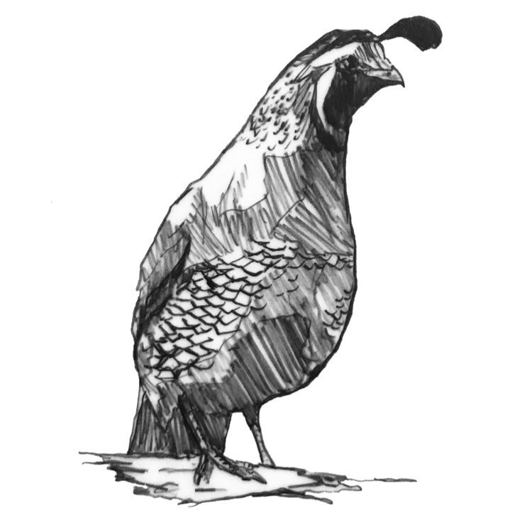 Very quick sketch of smol birb fren #californiaquail #graphiteonpaper #sketch