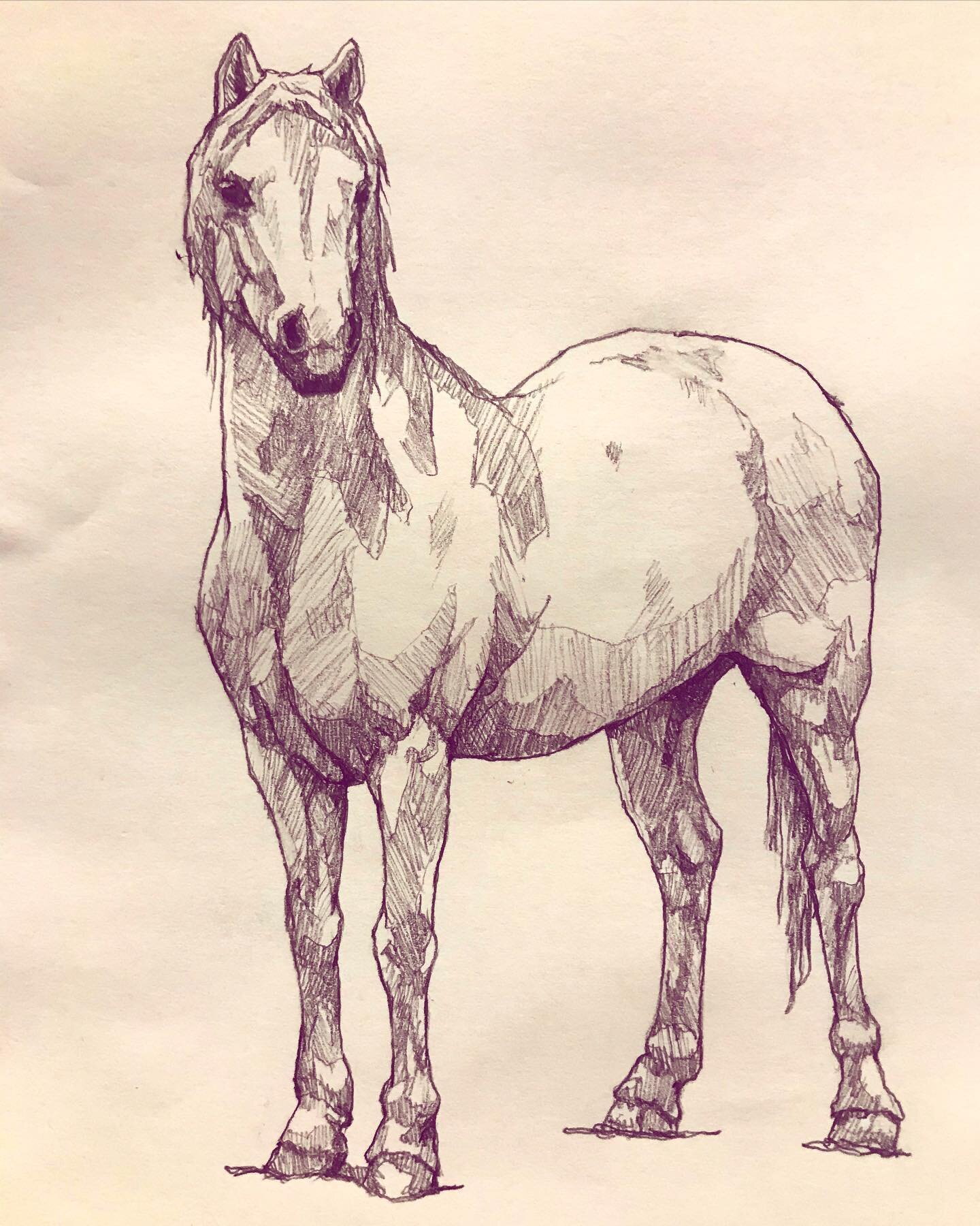 Horsey McHorseface 

#horsesofinstagram #horse #rodeo #sketch #graphitedrawing