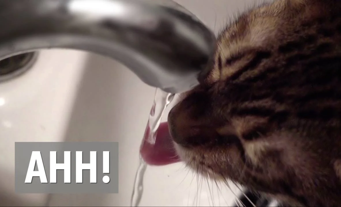 Why does NYC water taste so Good? - Vox Media