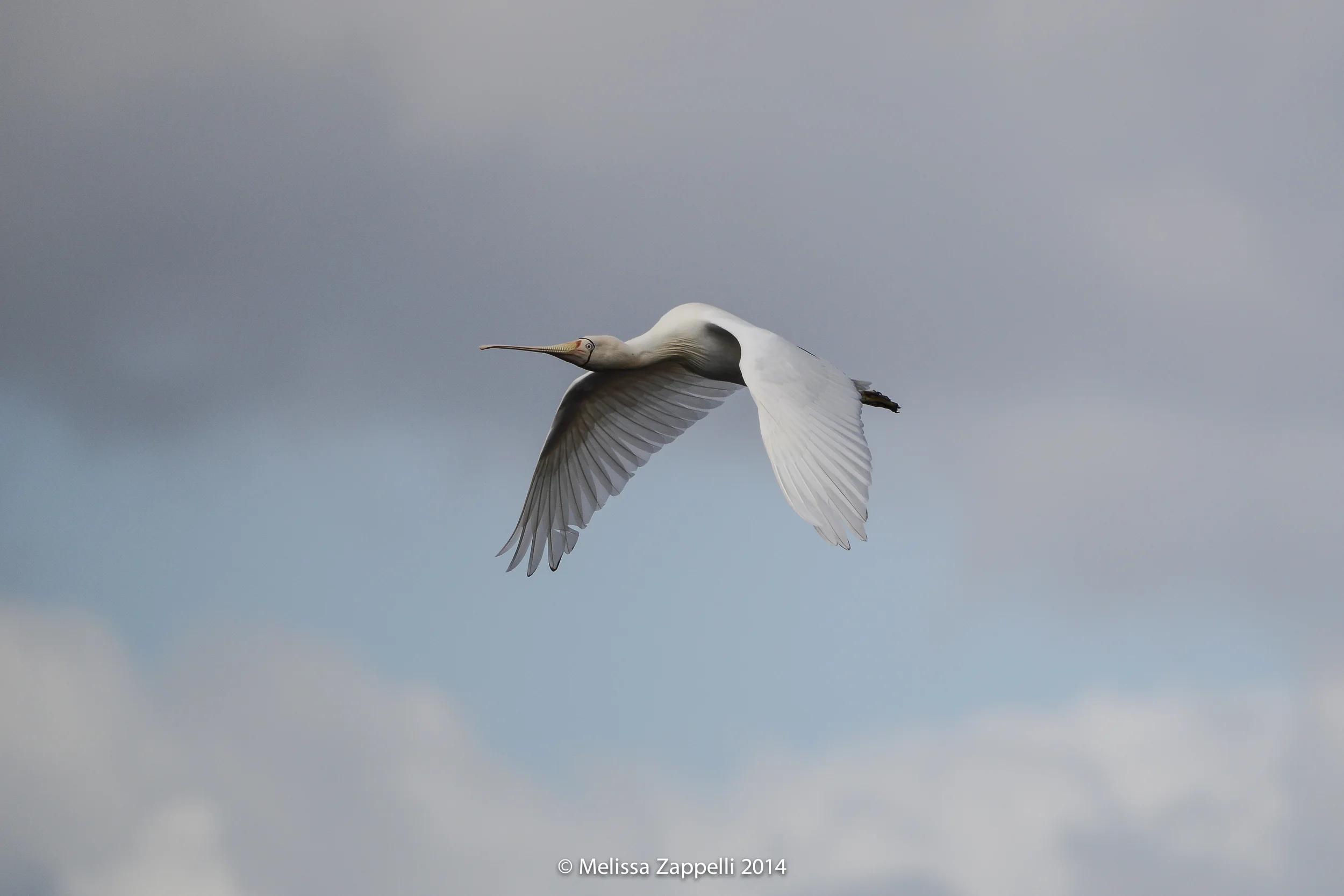 I came upon a spoonbill.............