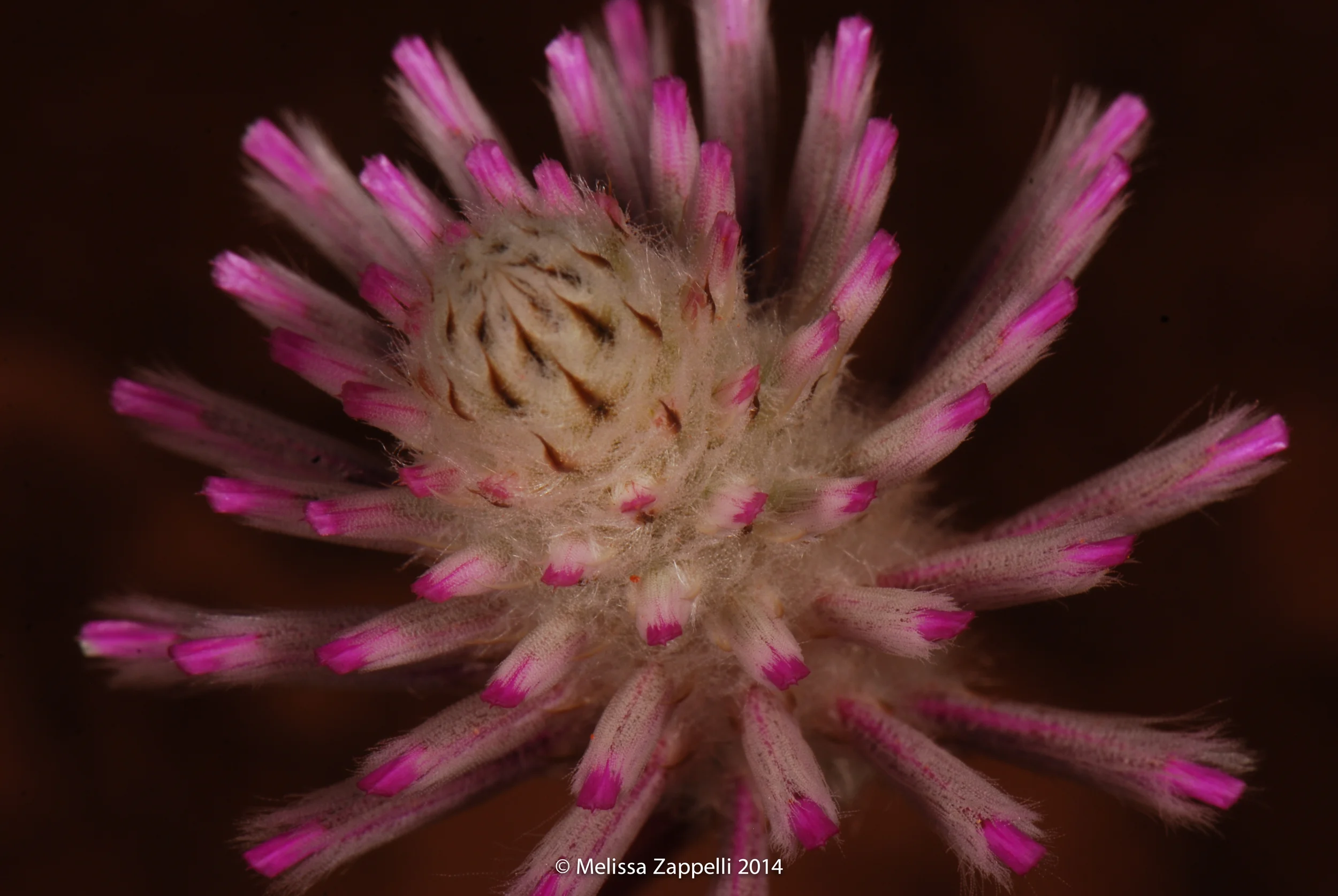 WP_flowers-0502.jpg