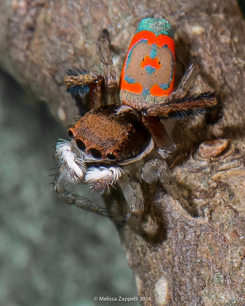Jumping Spider