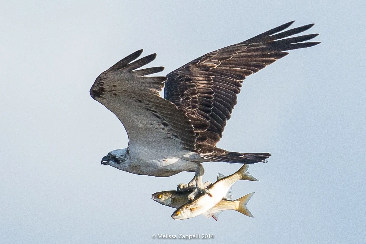 Osprey Catches Two Fish At Once!!