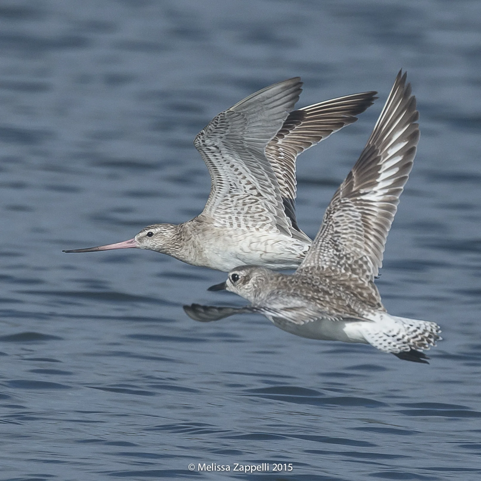 Bar Tailed Godwits & Grey Plovers - Arctic Travellers