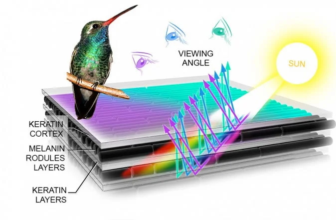  Source; https://academy.allaboutbirds.org/how-birds-make-colorful-feathers/ 