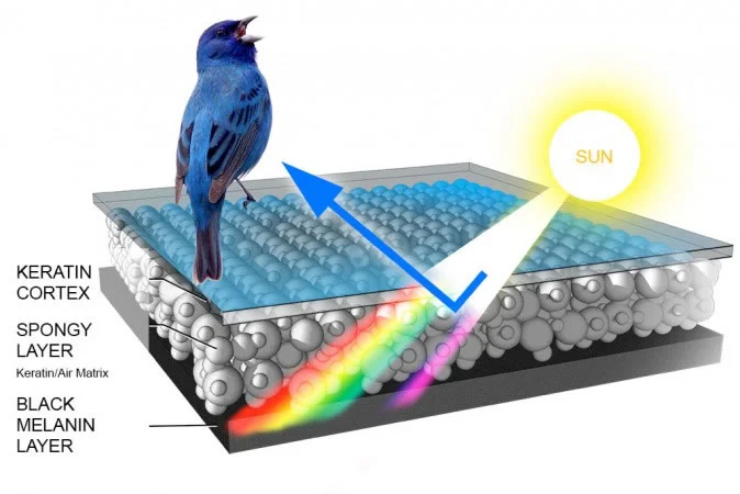  Source; https://academy.allaboutbirds.org/how-birds-make-colorful-feathers/ 