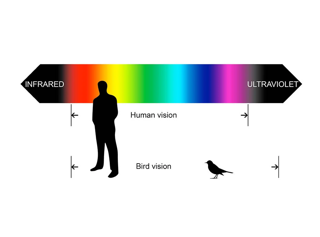  Source; https://academy.allaboutbirds.org/how-birds-make-colorful-feathers/ 