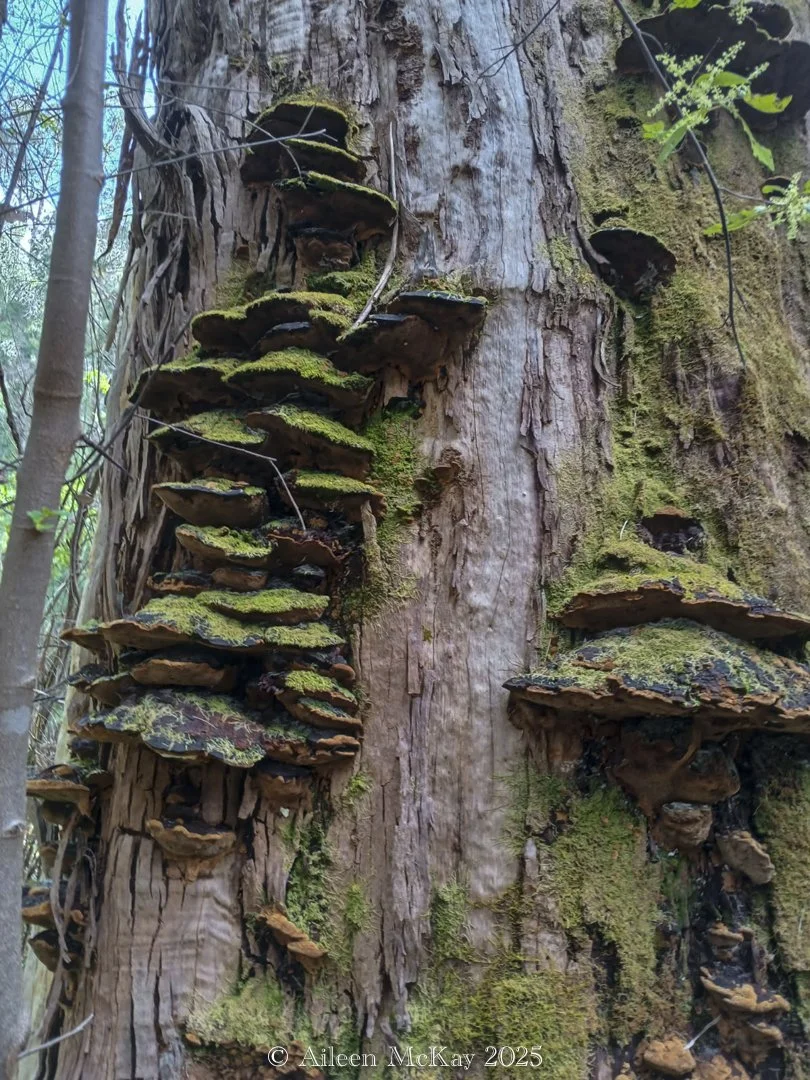 Fungi in the Forest - Aileen McKay (Mum)