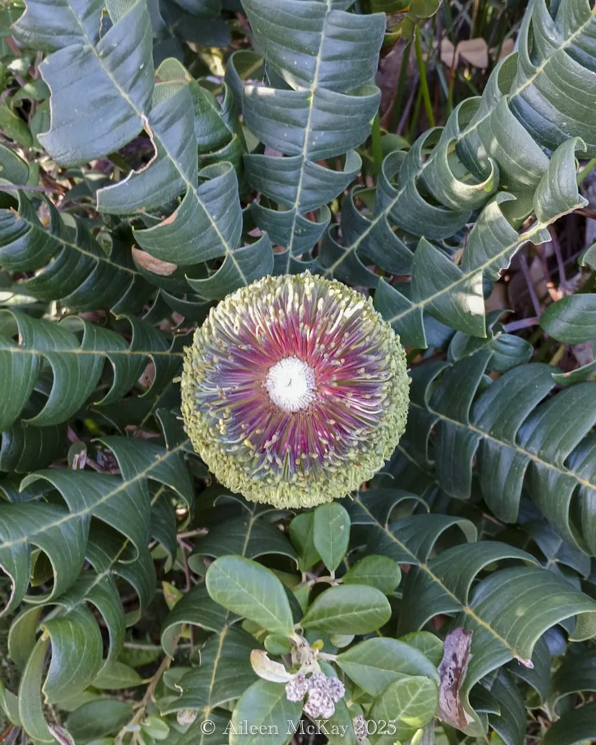 Banksia Flower - Aileen McKay (Mum)
