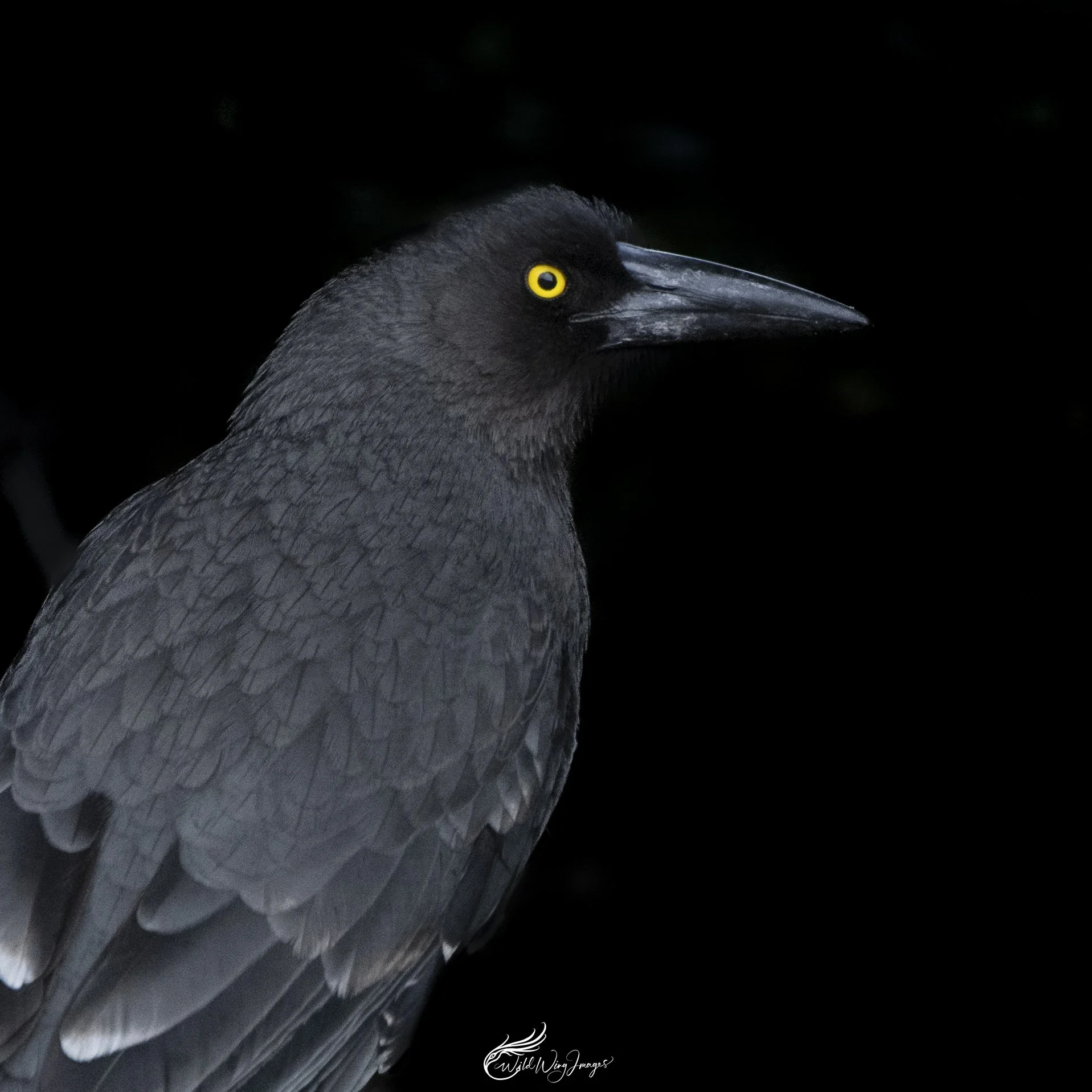 Currawong on the Coast - Mel Zappelli