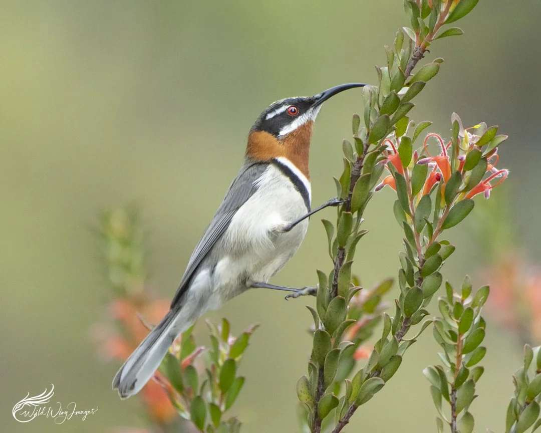 Western Spinebill - Mel's Farm - Mel Zappelli