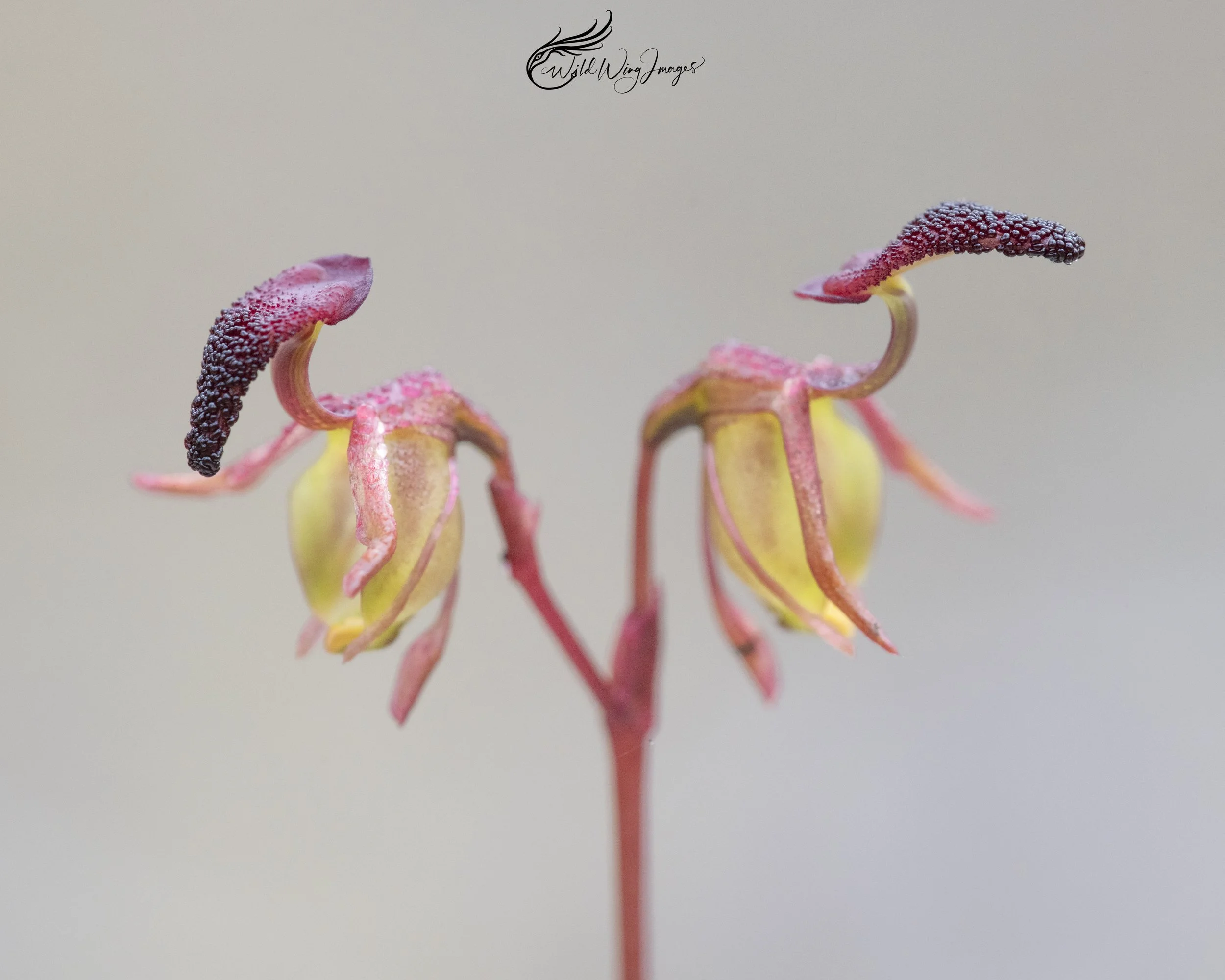 Flying Duck Orchid - Mel's Farm - Mel Zappelli