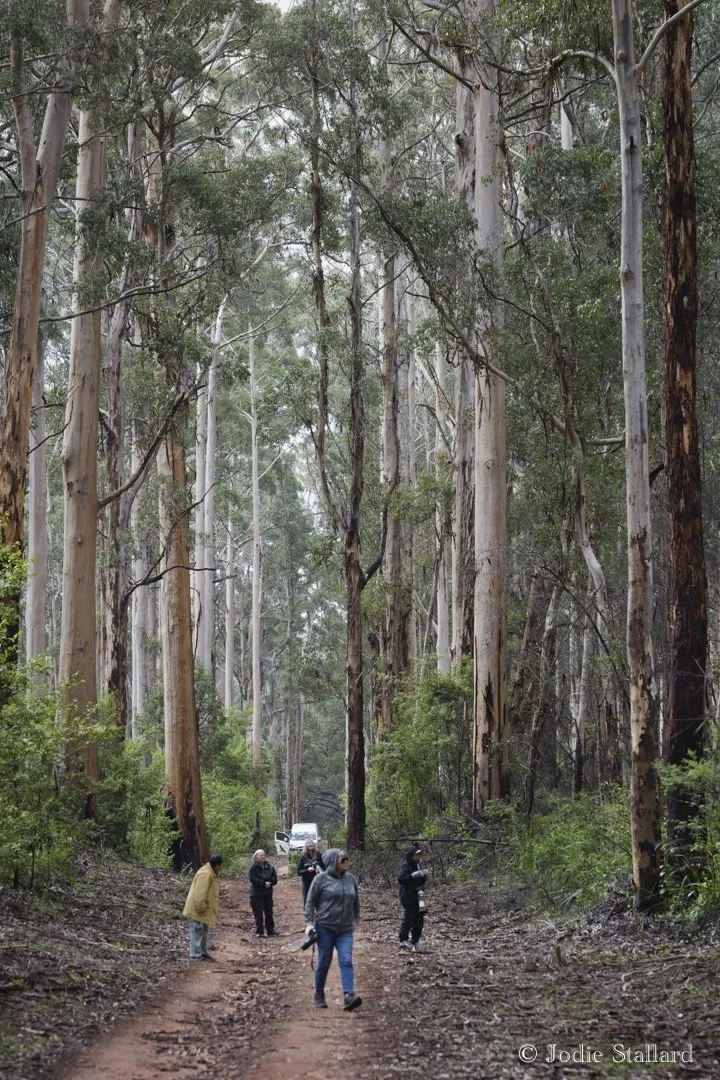 Old Growth Karri Forest