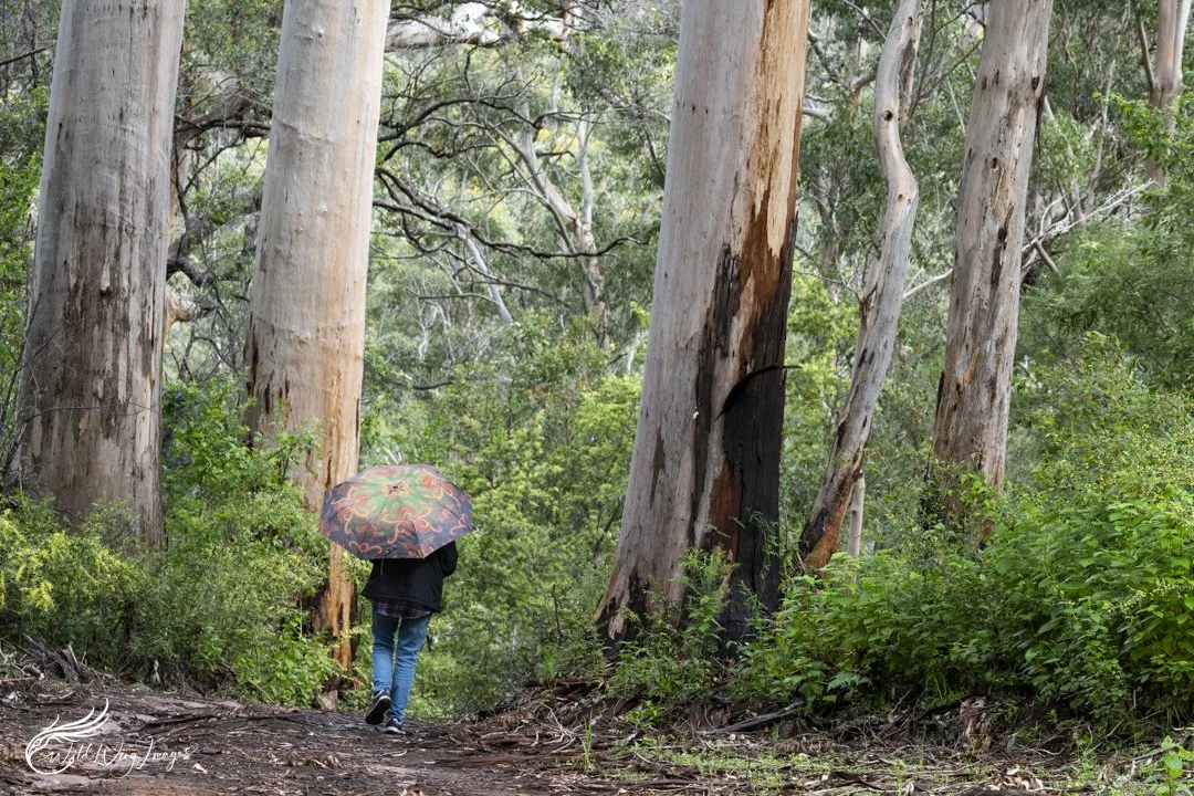 Mum amongst the Karri Trees