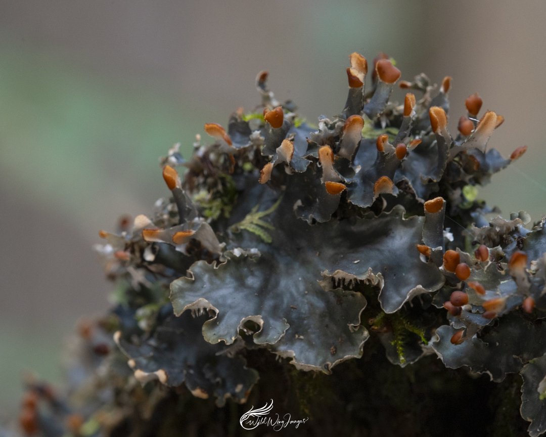 Mystery Lichen - Mel Zappelli