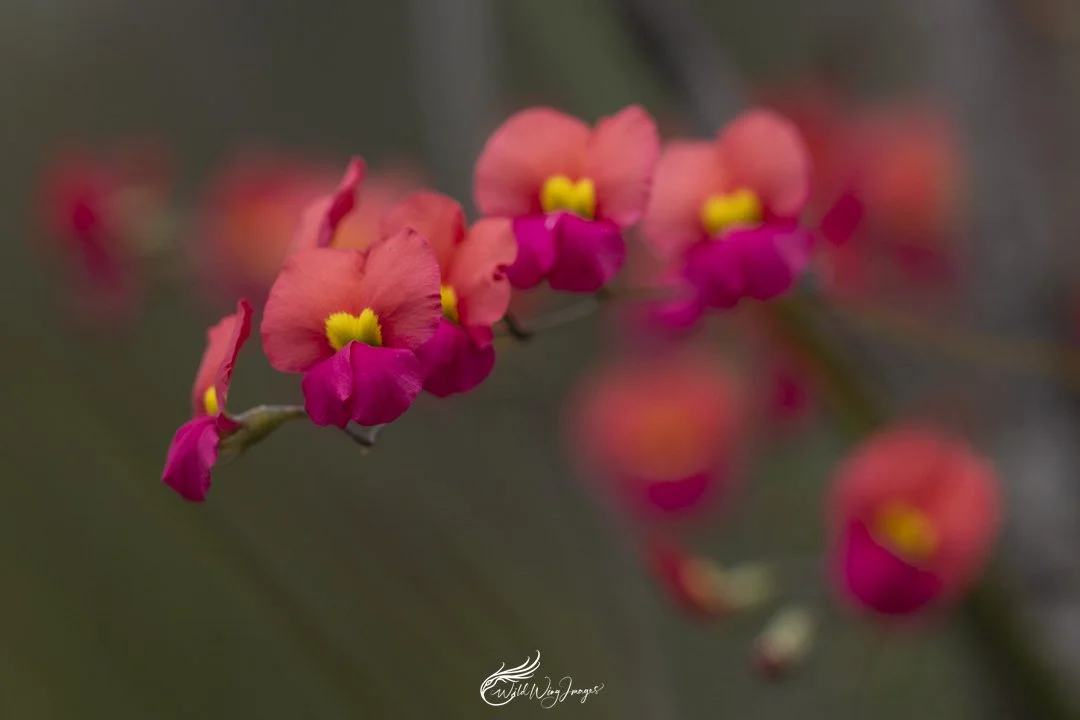Coral Vine Flowers - Mel's Farm - Mel Zappelli