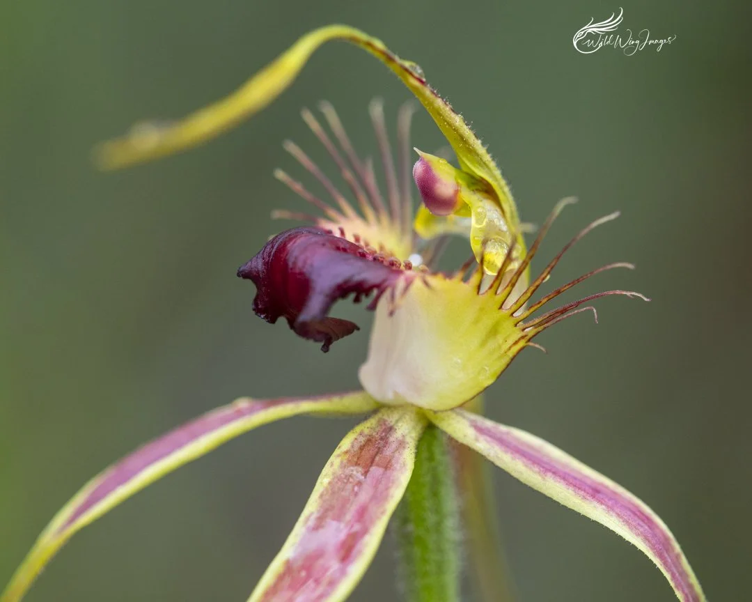 Karri Spider Orchid - Mel's Farm - Mel Zappelli