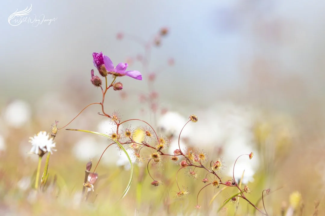 Sundew Garden - Mel Zappelli