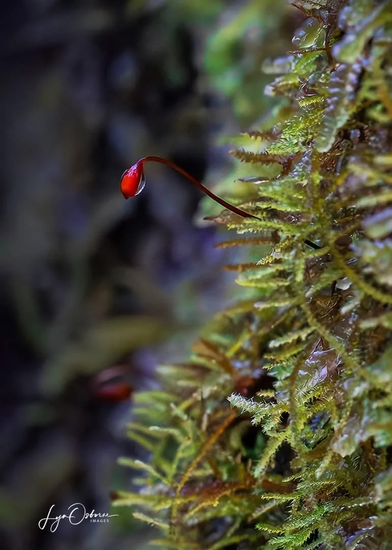 Moss Sporophyte - Lyn Osborne