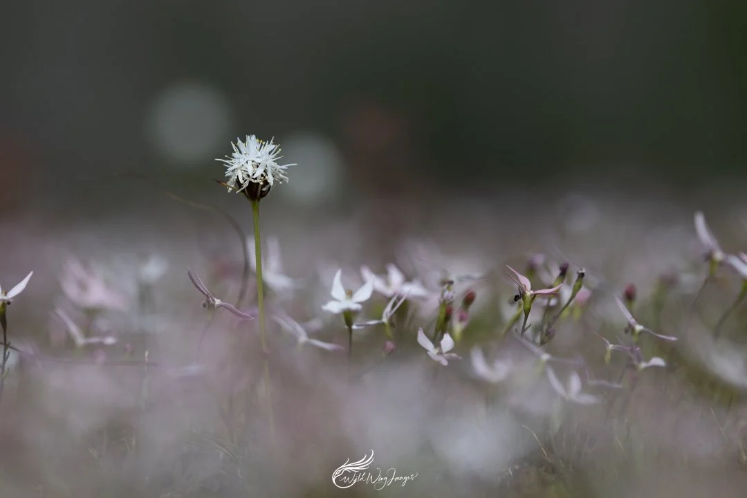 Tiny Rock Garden - Mel Zappelli