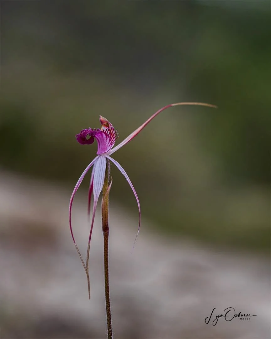 Cherry Spider Orchid - Lyn Osborne