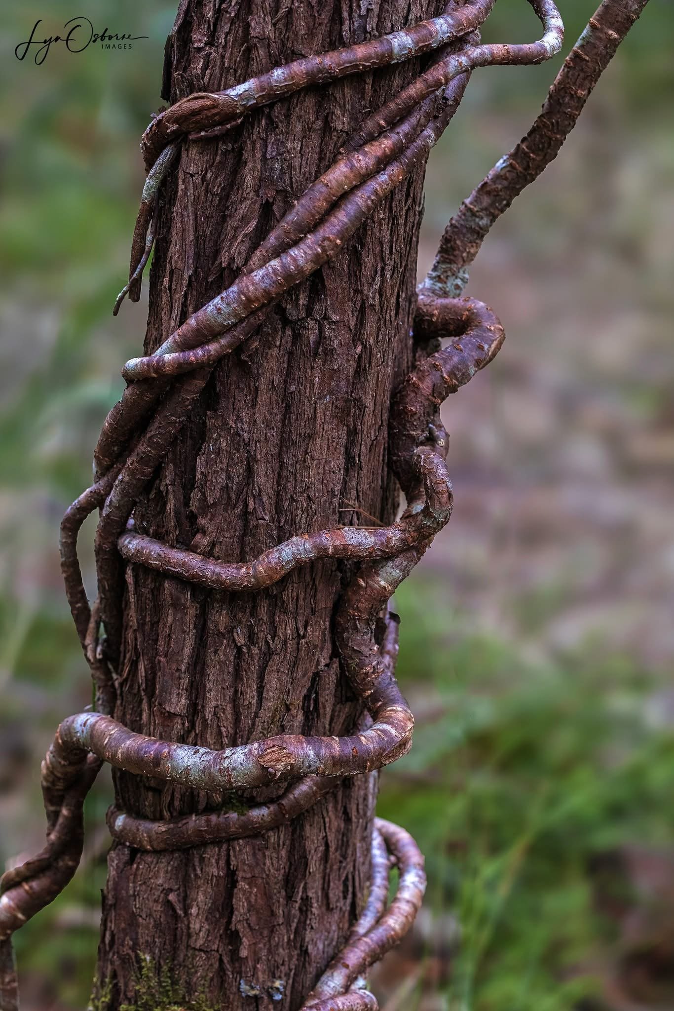 Vine of Life - Lyn Osborne