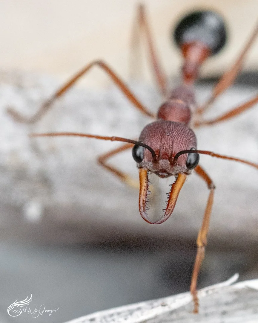 Bull Ant - Mel's Farm - Mel Zappelli