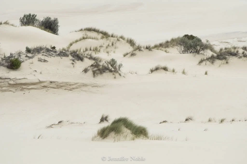 Dunes and Wind - Jennifer Noble