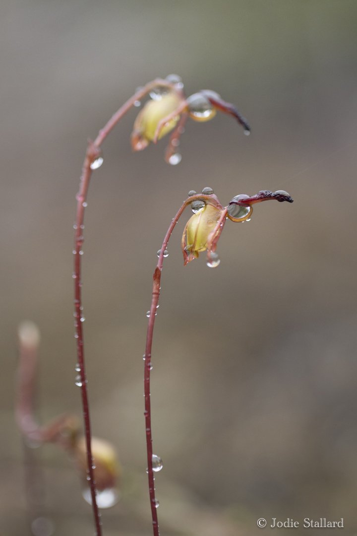 Flying Duck Orchids - Mel's Farm - Jodie Stallard