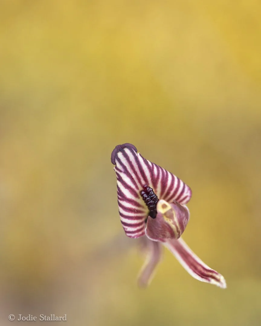 Zebra Orchid - Jodie Stallard