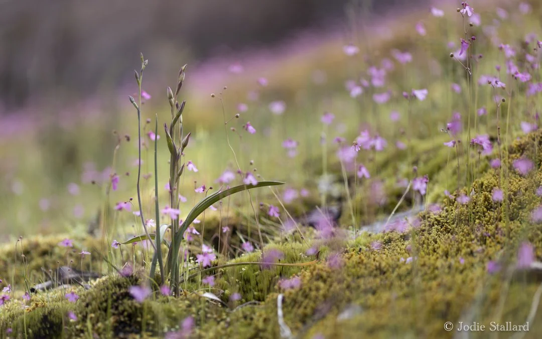 Macro Garden - Jodie Stallard