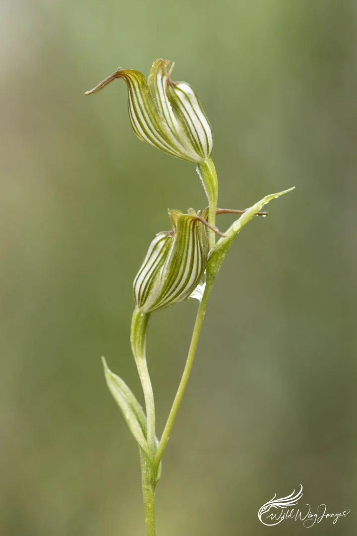 Jug Orchids - Mel's Farm - Mel Zappelli