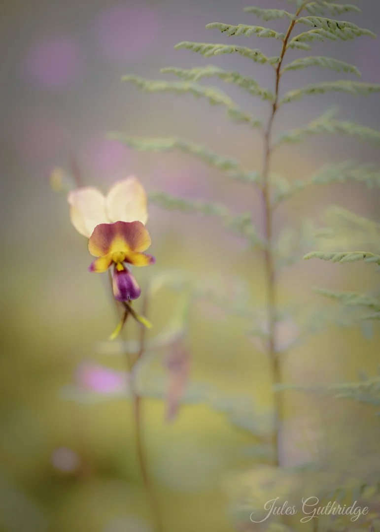 Donkey Orchid and Ferns - Jules Guthridge