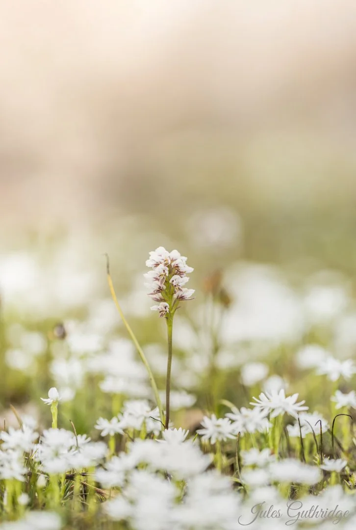 Leek Orchid Garden - Jules Guthridge