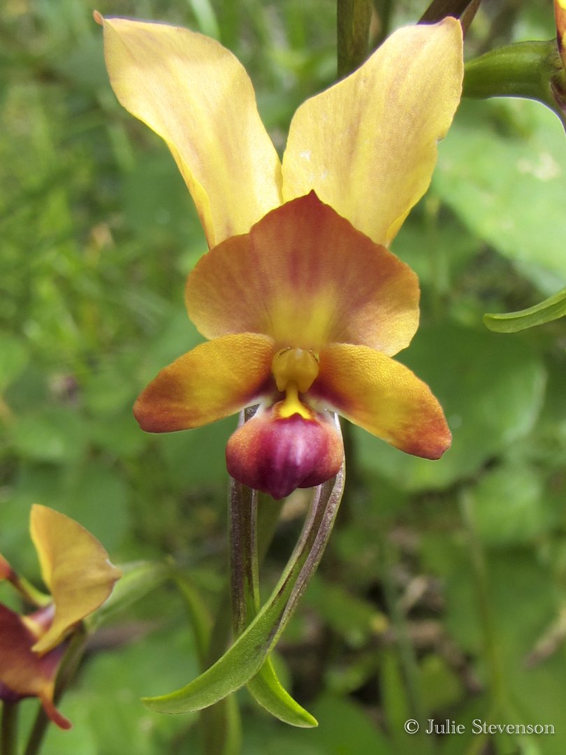 Donkey Orchid - Julie Stevenson