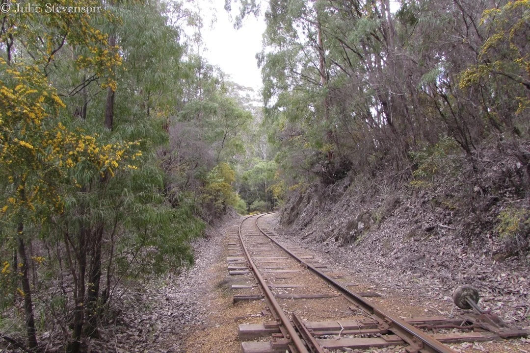 Train Tracks in the Forest - Julie Stevenson