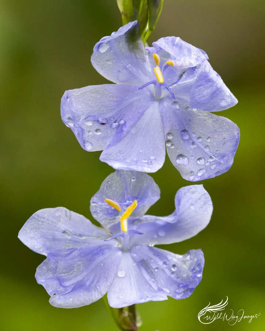 Translucent Flowers - Mel Zappelli
