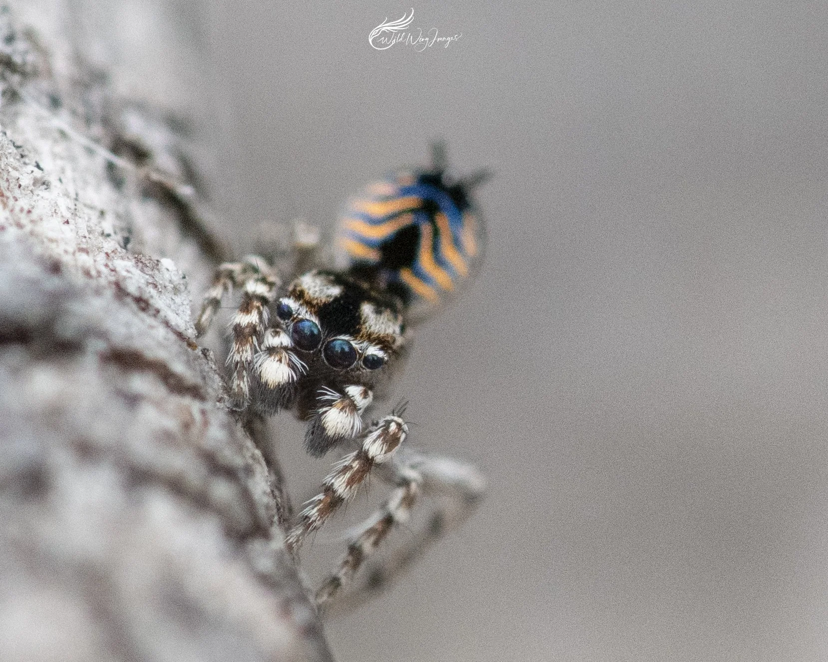 Maratus spicatus - Mel's Farm - Mel Zappelli