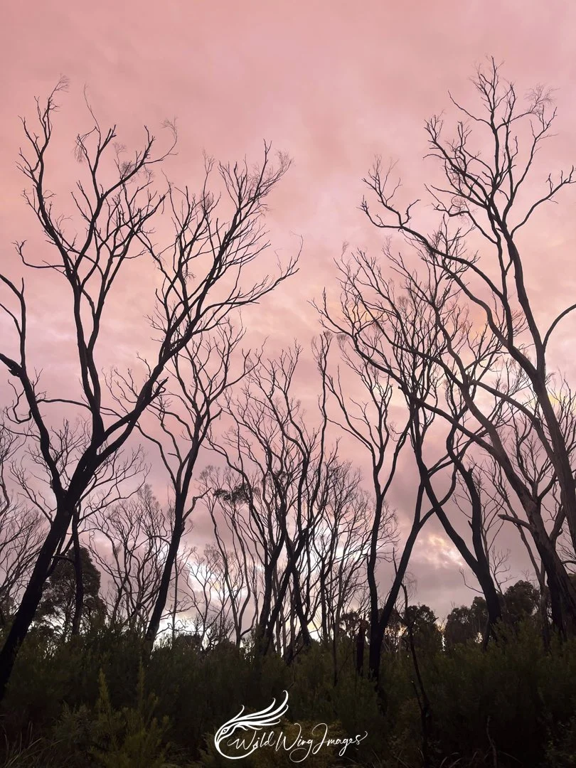 Sunset at the Leaning Marri - Mel Zappelli