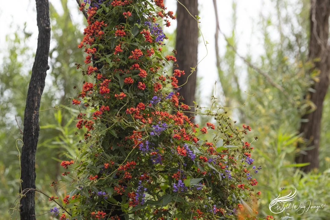 Colours of Spring - Mel Zappelli