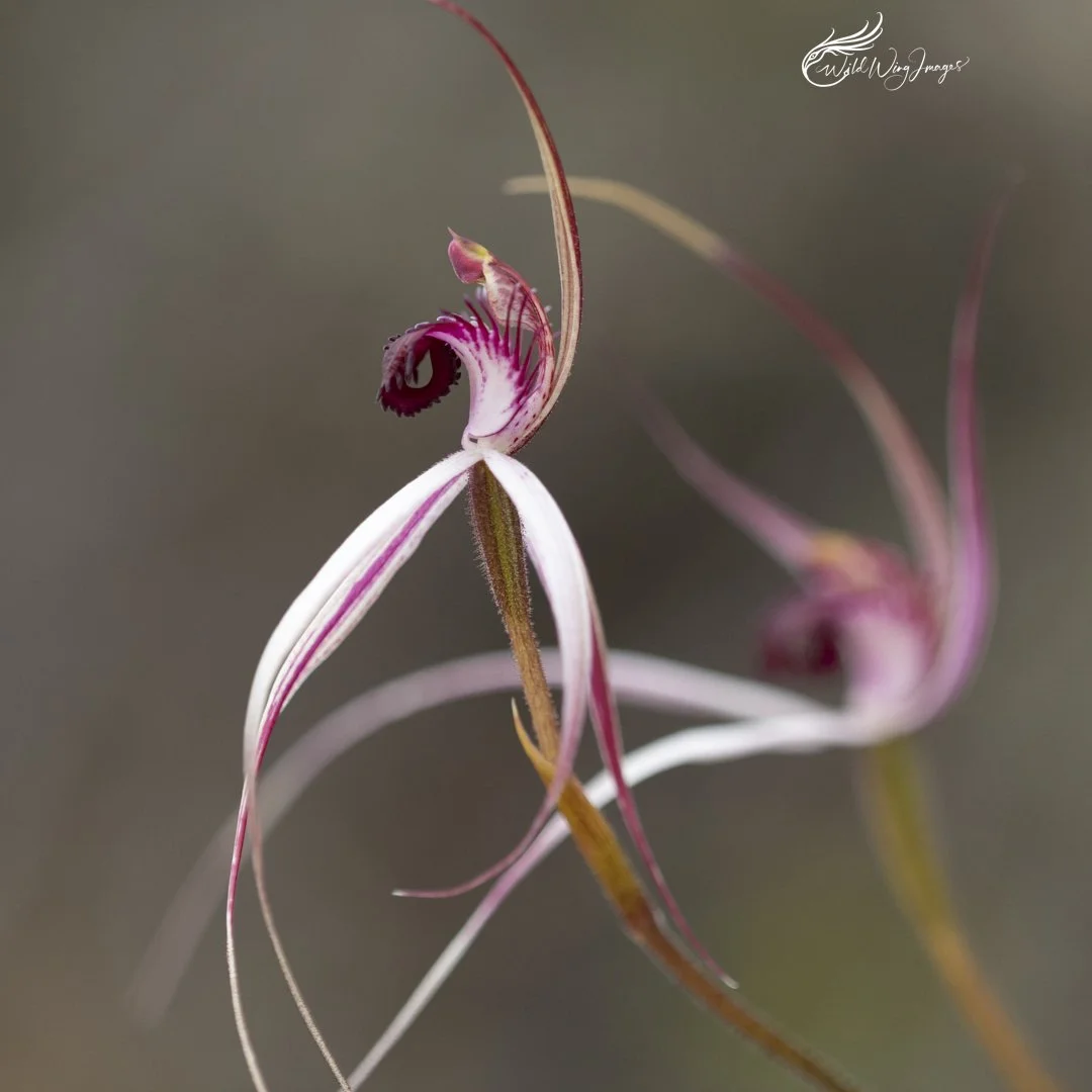 Cherry Spider Orchids - Mel Zappelli