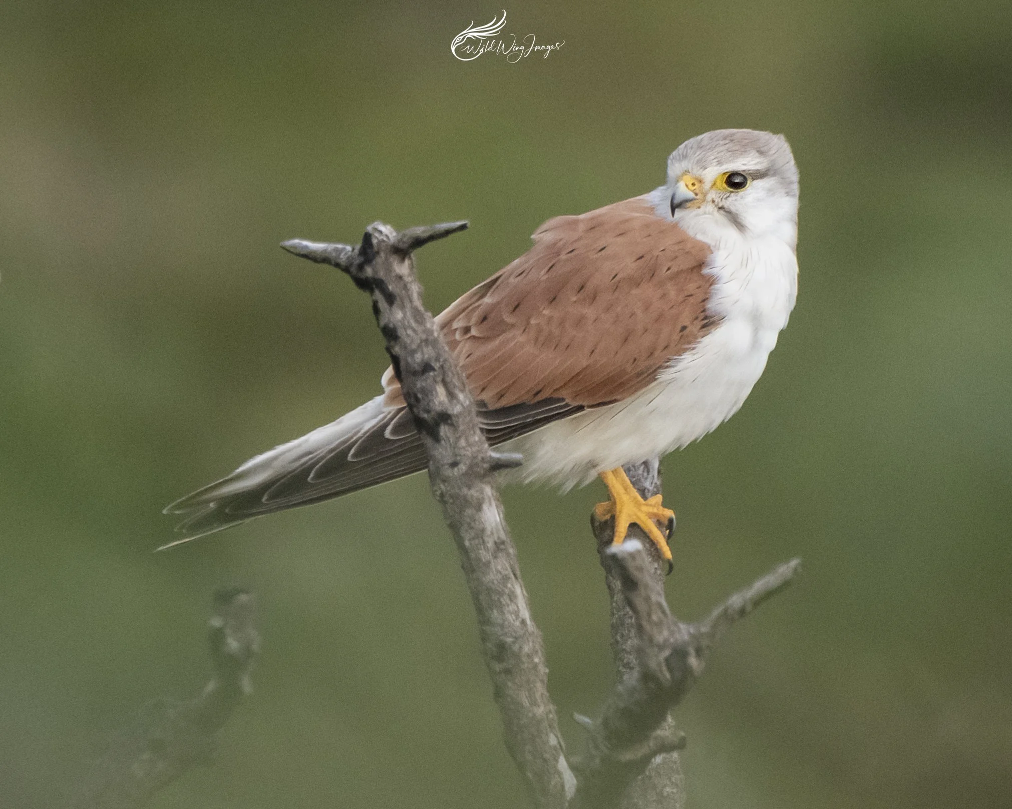 Nankeen Kestrel - Mel Zappelli