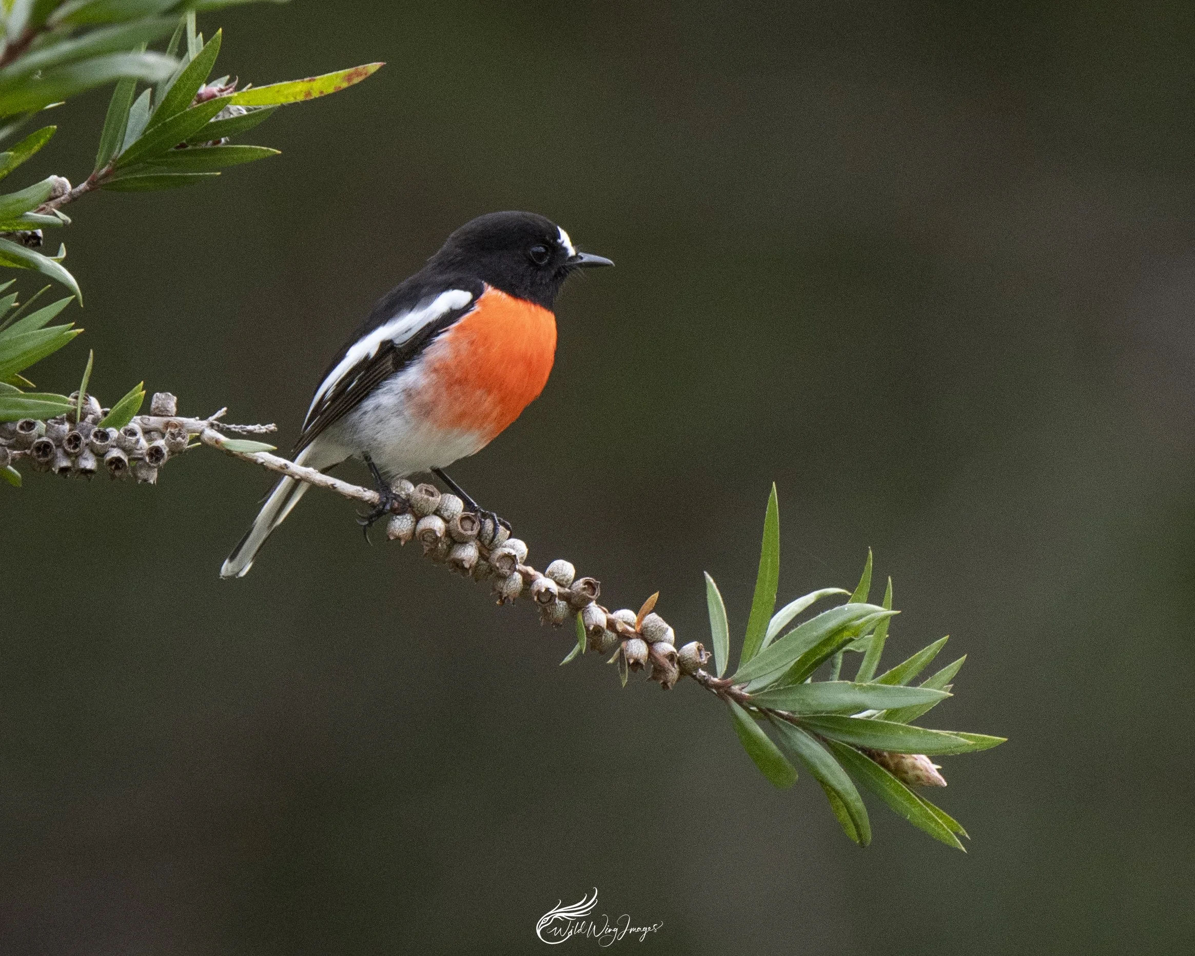 Scarlet Robin - Mel's Farm - Mel Zappelli