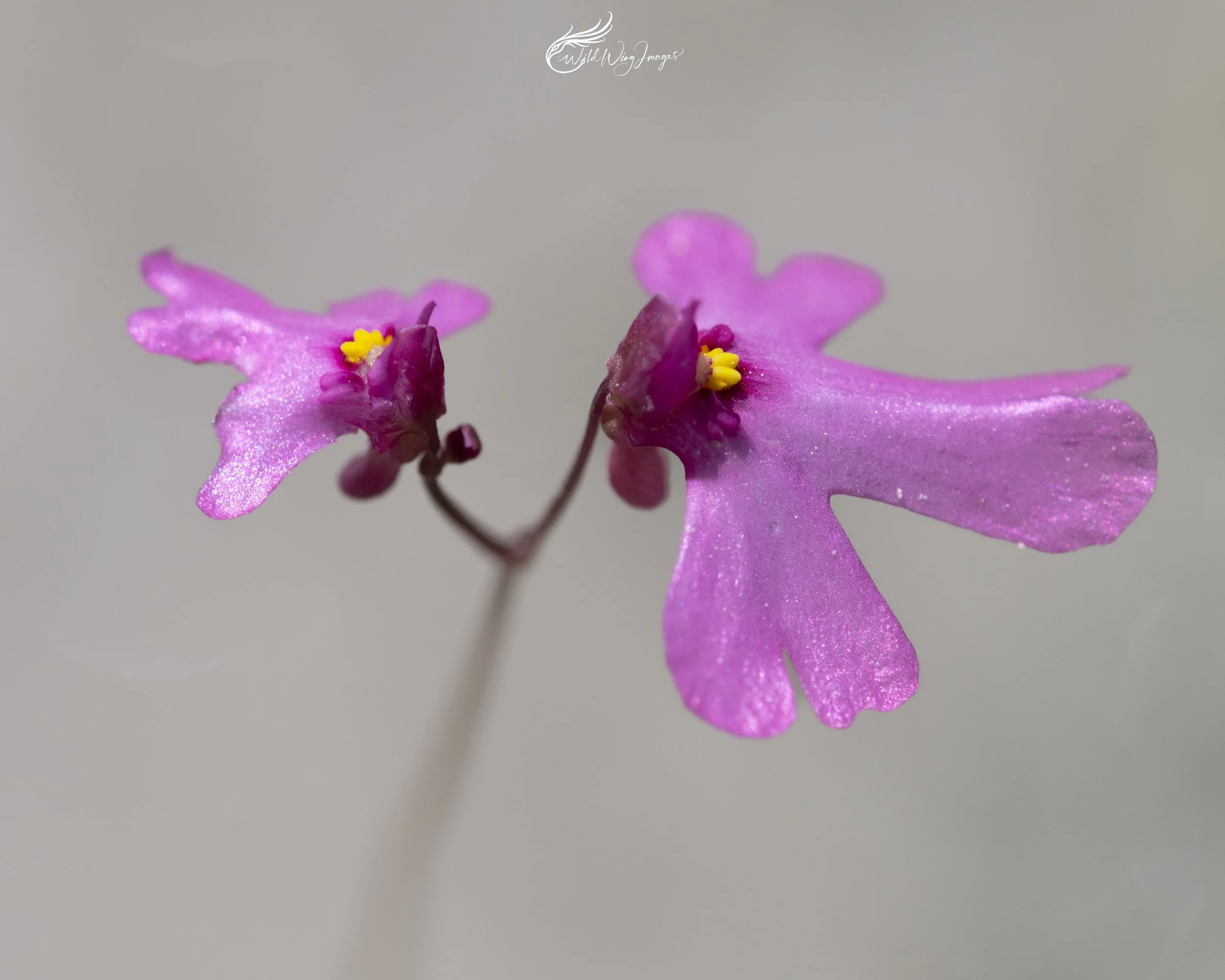 Pink Bladderworts - Mel Zappelli