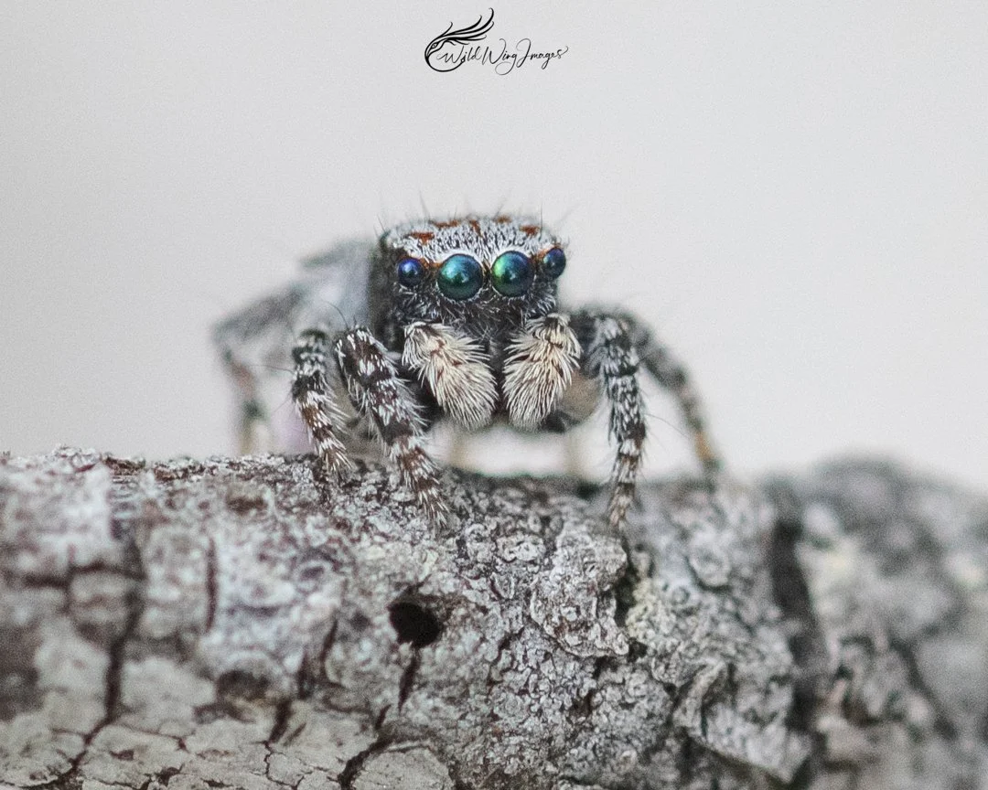 Maratus vespa - Mel's Farm - Mel Zappelli