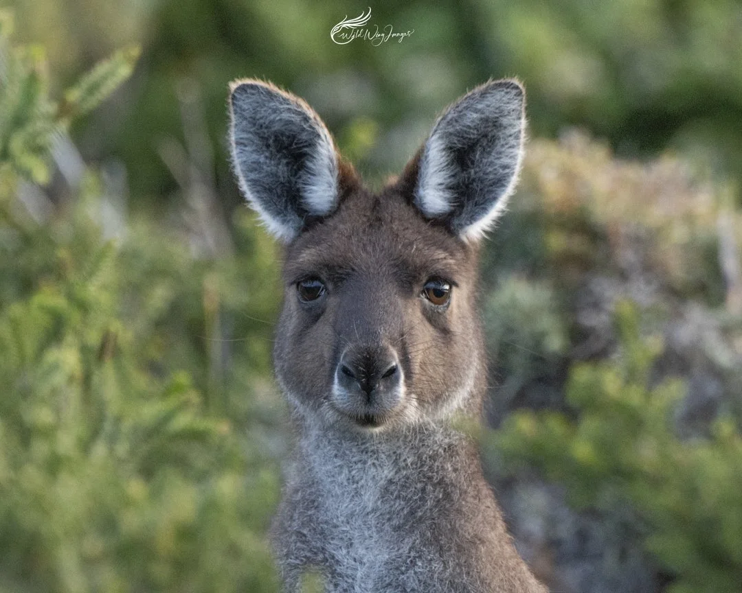 Curious Wallaby - Mel Zappelli