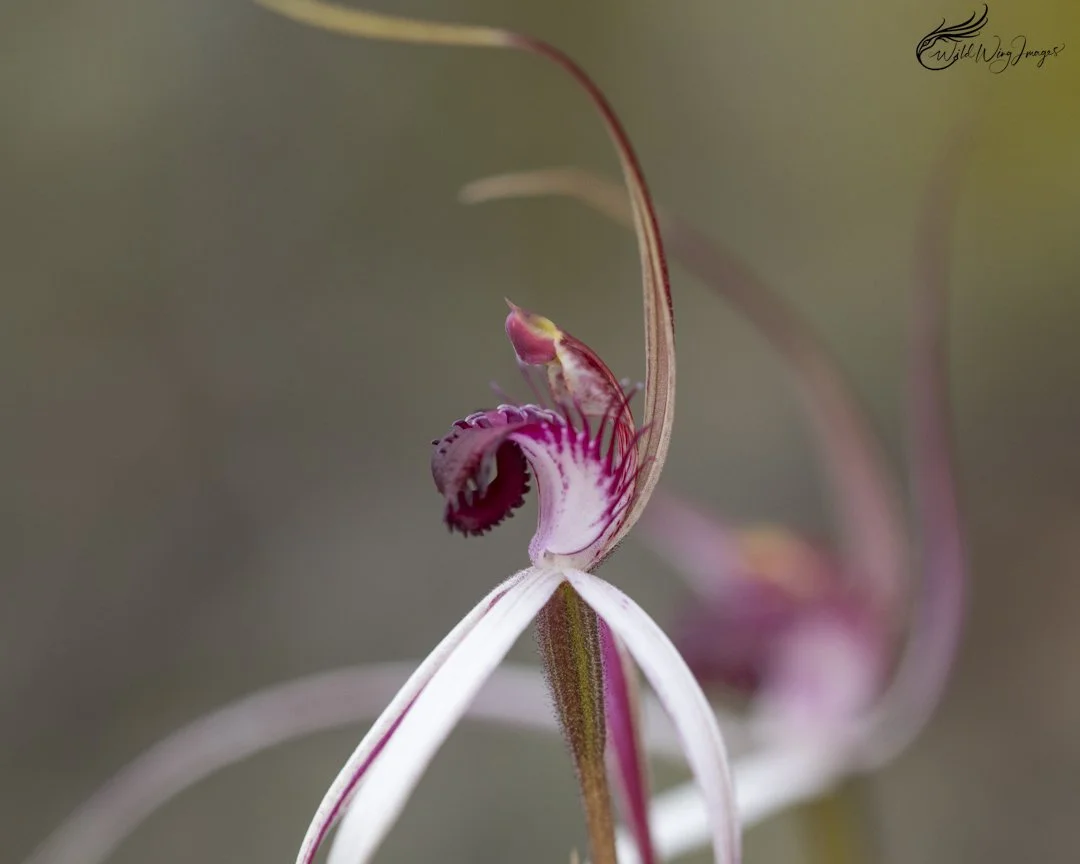 Cherry Spider Orchid - Mel Zappelli