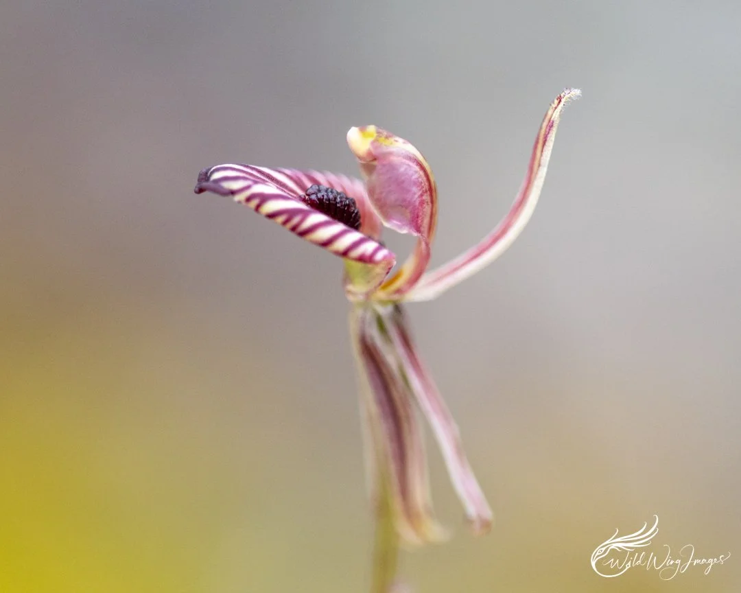Zebra Orchid - Mel Zappelli